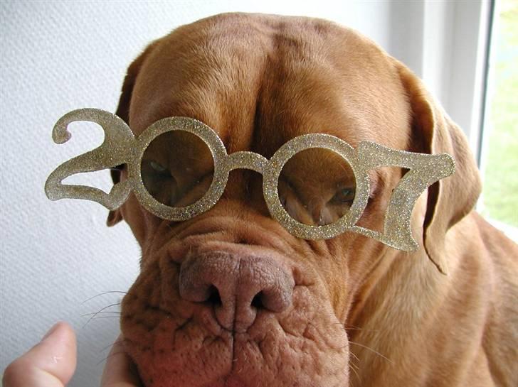 Dogue de bordeaux Násly R.I.P billede 12