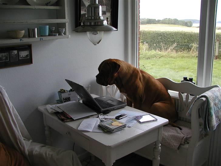 Dogue de bordeaux Násly R.I.P - Checker lige at de billeder du har lagt på HG af mig er OK billede 13