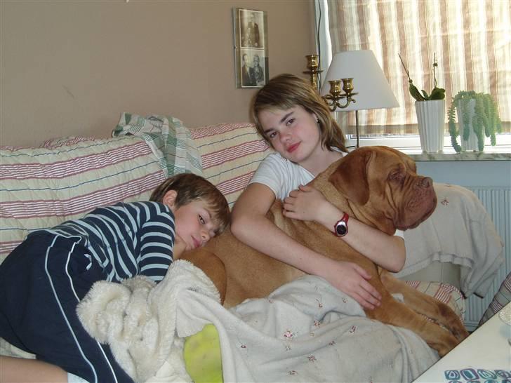 Dogue de bordeaux Násly R.I.P - Násly ELSKER at passe børn, hun kan ligge med dem i timevis i sofaen og se film... billede 14