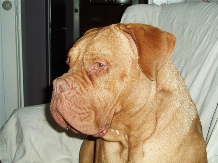 Dogue de bordeaux Násly R.I.P billede 15