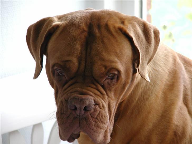 Dogue de bordeaux Násly R.I.P billede 16