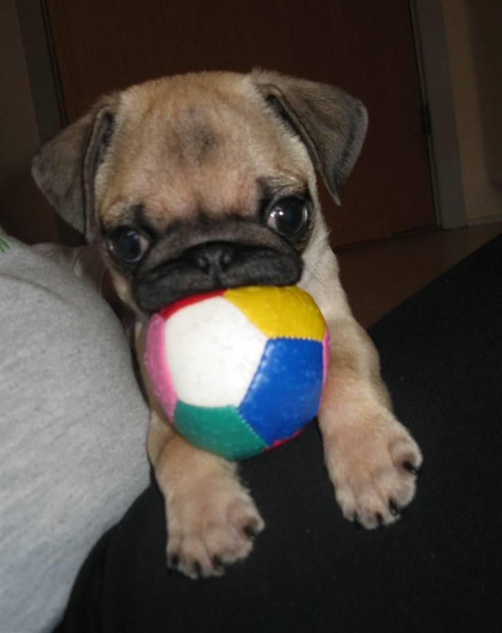 Mops Buster Perry Nielsen billede 7