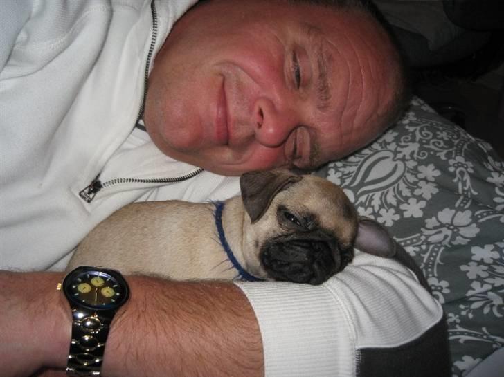 Mops Buster Perry Nielsen billede 8