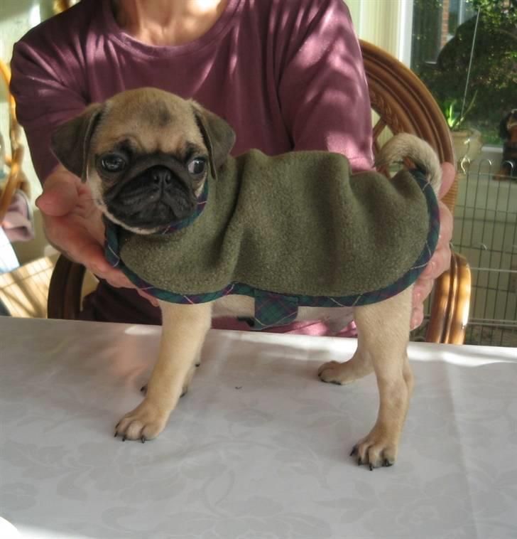 Mops Buster Perry Nielsen billede 9
