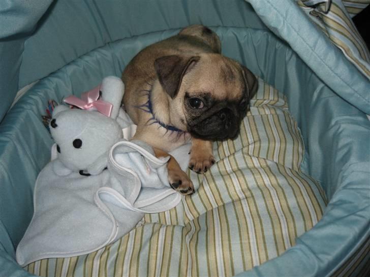 Mops Buster Perry Nielsen billede 10