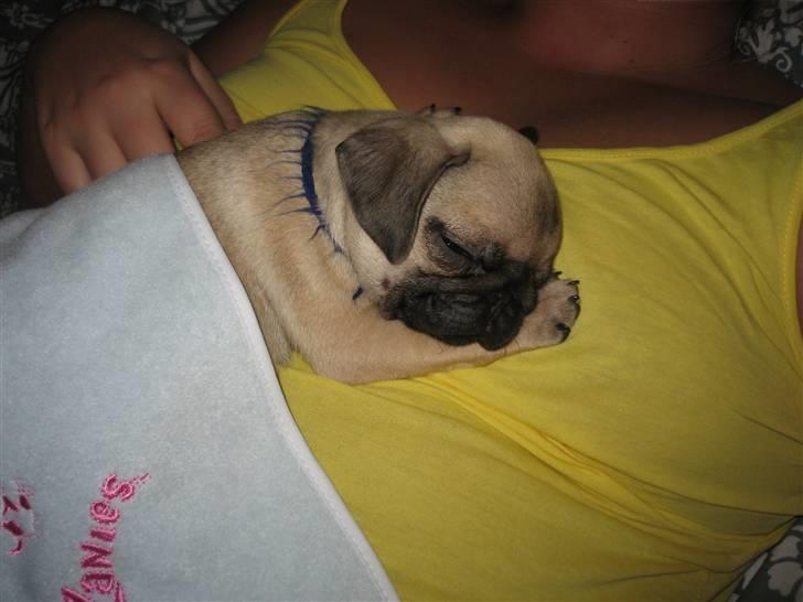 Mops Buster Perry Nielsen billede 11