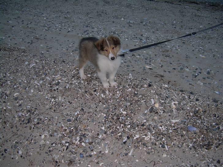 Collie langhåret Walther - Første gang ved fjorden!! Uuuuh... :D billede 16