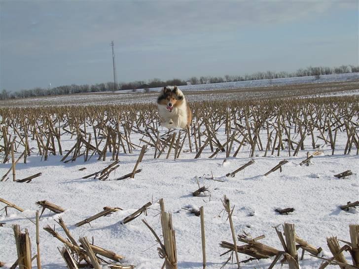 Collie langhåret Walther - I fuld firspring ;D billede 17