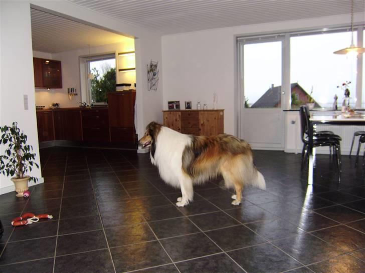 Collie langhåret Walther billede 18