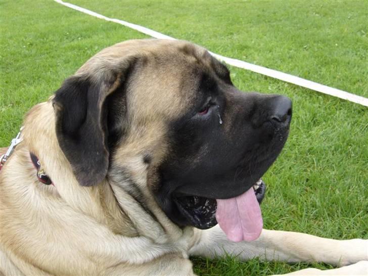 Mastiff zondors amazing luffe billede 10