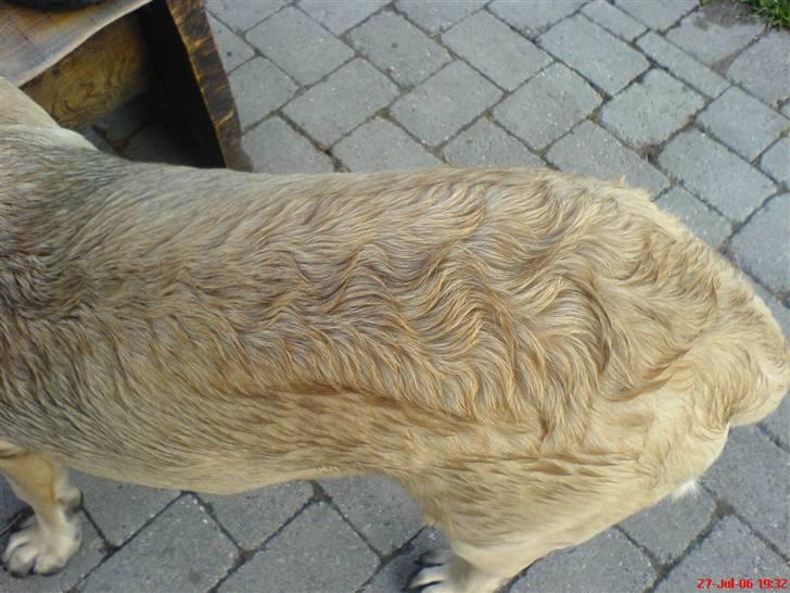 Mastiff zondors amazing luffe - krøller eller ej... billede 11