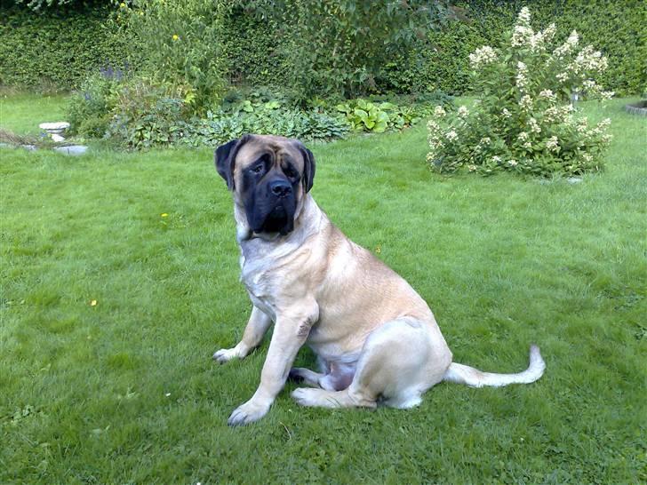 Mastiff zondors amazing luffe billede 12
