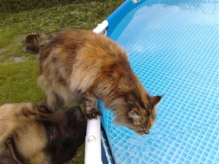 Mastiff zondors amazing luffe - skal jeg lige gi dig et lille skub ?? billede 13