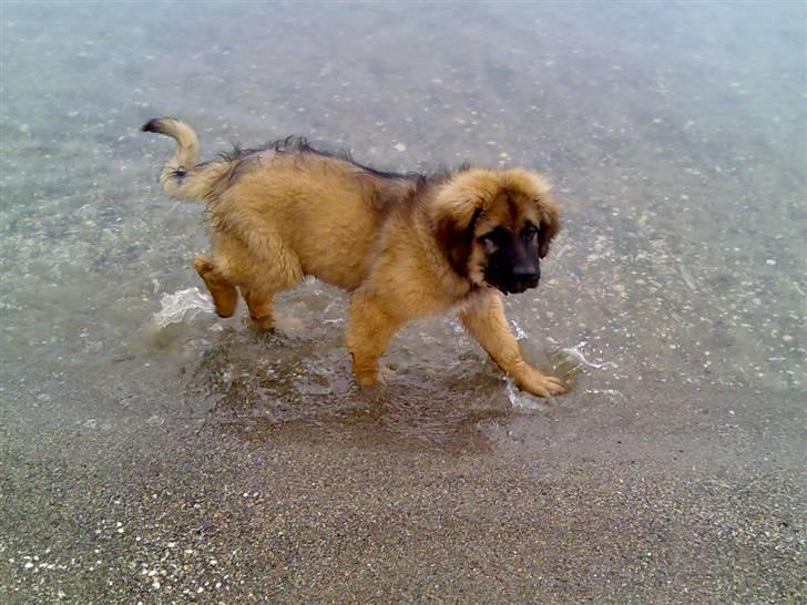 Leonberger Walther *RIP 2018* - En rigtig vandhund (Ca. 5 måneder) billede 6