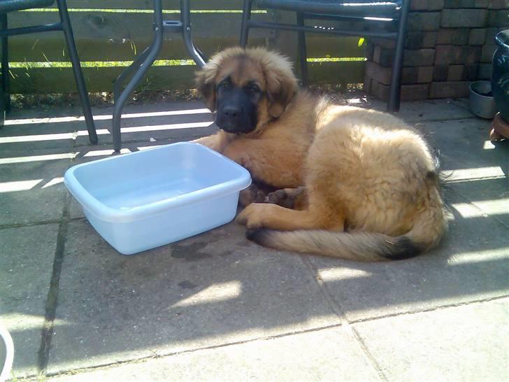 Leonberger Walther *RIP 2018* - ca. 5 måneder billede 7