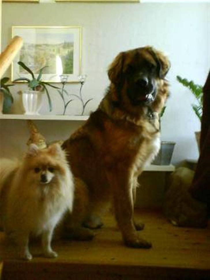 Leonberger Walther *RIP 2018* - Ca. 8 måneder billede 8