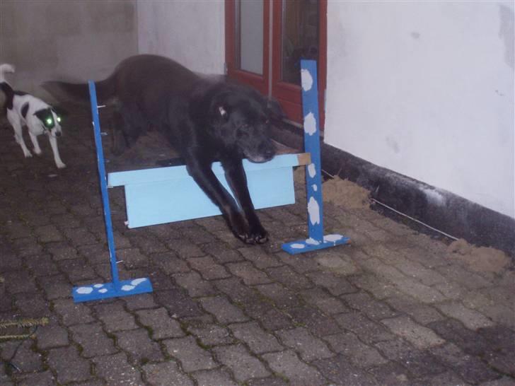 Blanding af racer trunte <3 Rest in peace! - hej og velkommen til truntes profil <3 Smid en bedømmelse og læg en kommentar xD billede 1