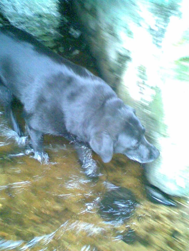 Blanding af racer trunte <3 Rest in peace! - trunte nede og bade i hvors lille å :) billede 2