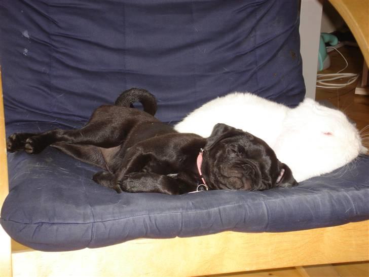 Mops Emma - Der er ikke noget så godt som at have nogen at putte med :) billede 14