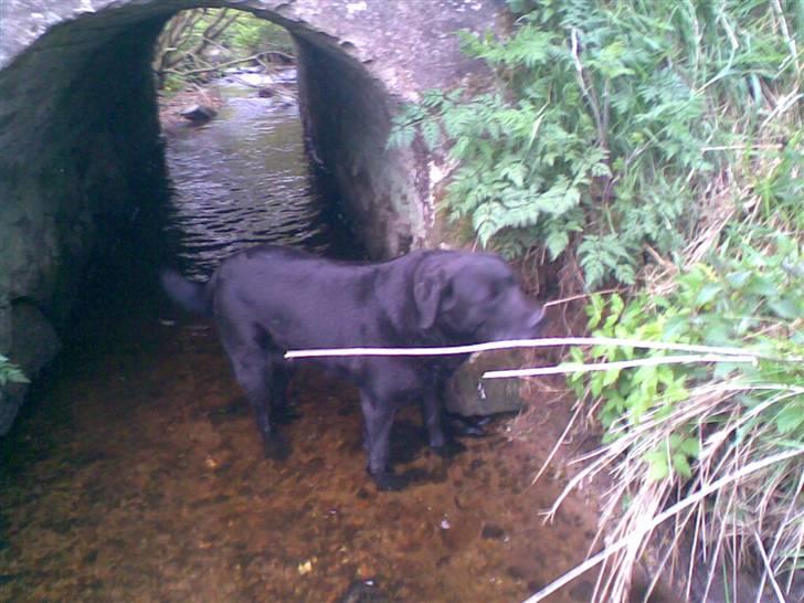 Blanding af racer trunte <3 Rest in peace! - samme <3 :D billede 3