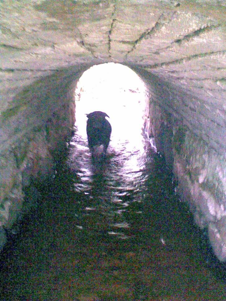 Blanding af racer trunte <3 Rest in peace! - trunte løber i fuld fart under broen.. hjemme i hvors lille å ?? :D billede 4