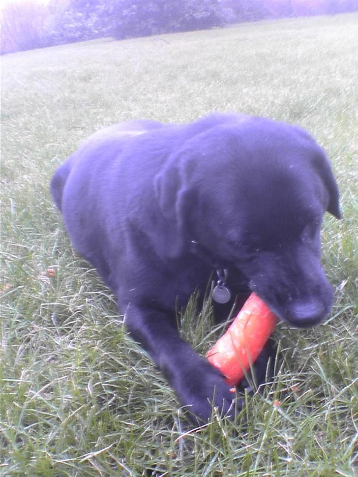 Blanding af racer trunte <3 Rest in peace! - trunte elsker gullerrod <3 billede 5