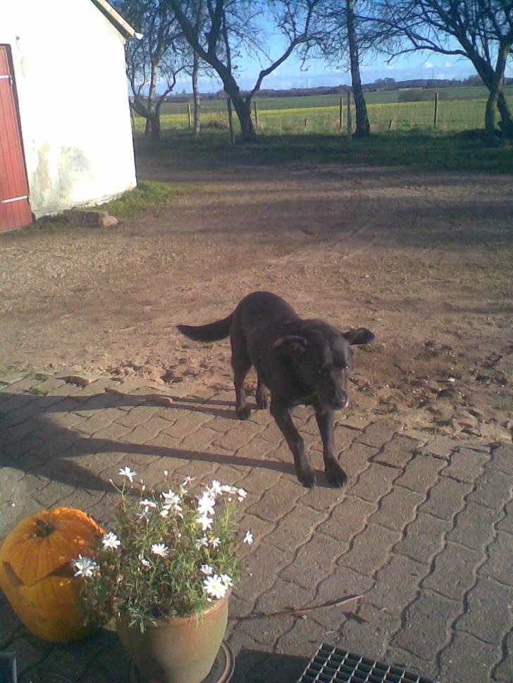 Blanding af racer trunte <3 Rest in peace! - hahaahahahahah <3<3 se lige hindes øre x) billede 6