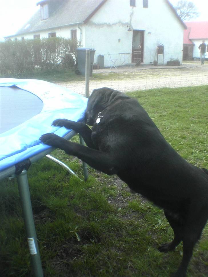 Blanding af racer trunte <3 Rest in peace! - ??? hva laver du trunte min lille mus ?? :D billede 7