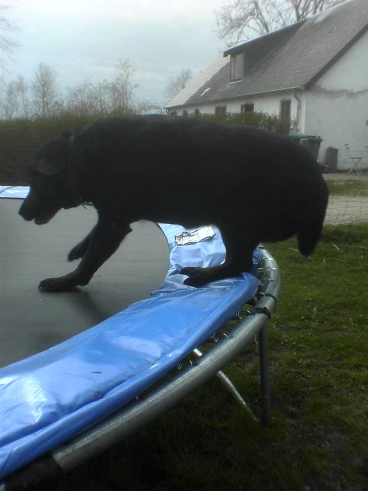 Blanding af racer trunte <3 Rest in peace! - trunte lige lanet på trampolinen billede 8