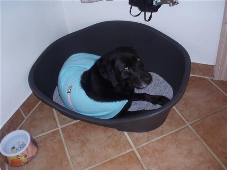 Blanding af racer trunte <3 Rest in peace! - lige blevet veasket ;) haha med et lille tæppe på <3<3<3 billede 9