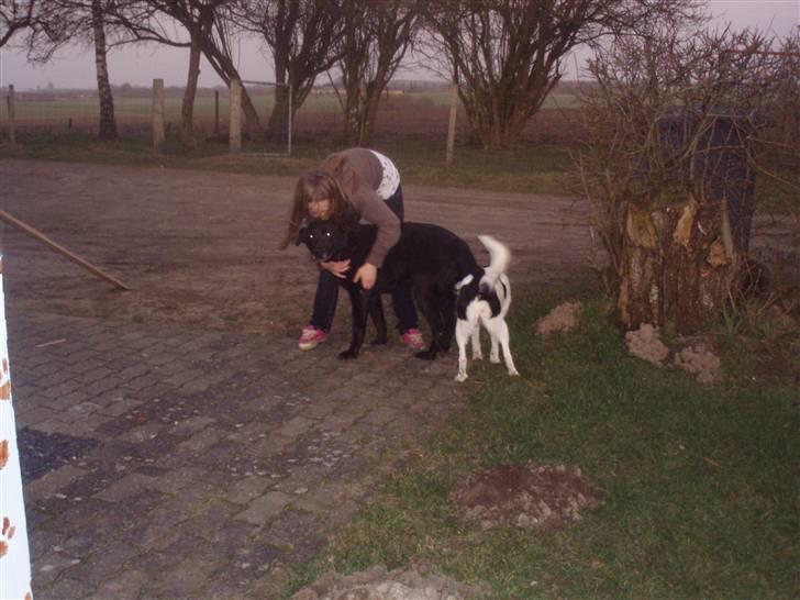 Blanding af racer trunte <3 Rest in peace! - trunte, zita  og mig ( stine ) elsker jer alle sammen <3<3<3<3<3<3<3 billede 10