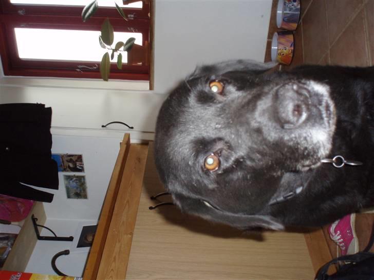 Blanding af racer trunte <3 Rest in peace! - lille hovde :) ( sorry det vender forkert ;) ) billede 11