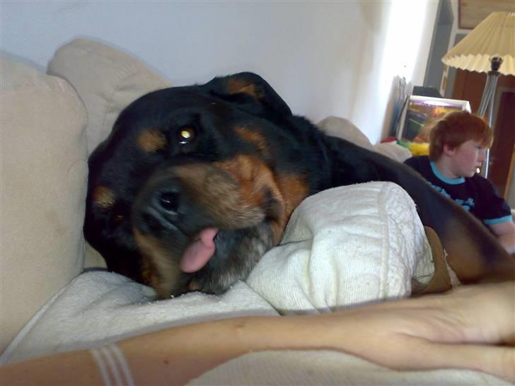 Rottweiler Arzadon jou-jou - rækker lige tunge.. billede 11