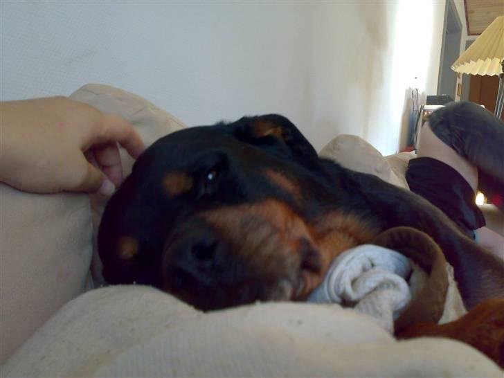 Rottweiler Arzadon jou-jou - altså mor hvor har jeg savnet dig.. dette blik fulgte mig en hel weekend, hvor jeg havde "orlov" fra hospitalet.. :ikke til at stå foro) billede 12