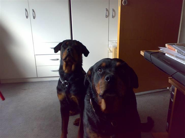 Rottweiler Arzadon jou-jou - som mor så datter.. vores ører stritter da kun lidt !!!!..( mor den is du holder over hovedet vil vi gerne ha!!!) billede 13