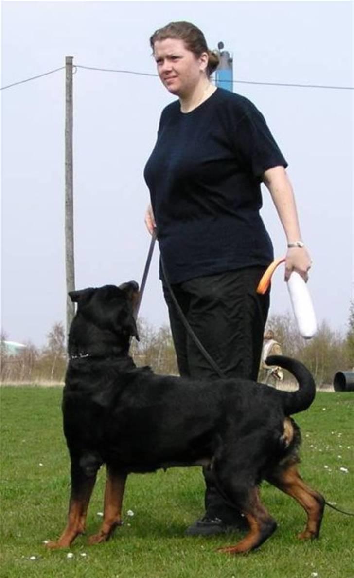 Rottweiler Arzadon jou-jou - joujou elsker lydighed især , når bidepøllen er med.. billede 14