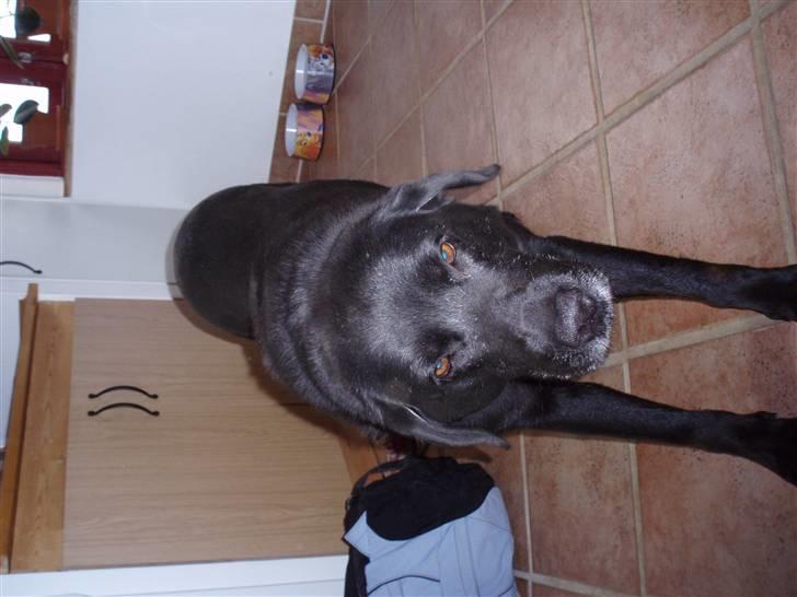 Blanding af racer trunte <3 Rest in peace! - arrrrh billede 12