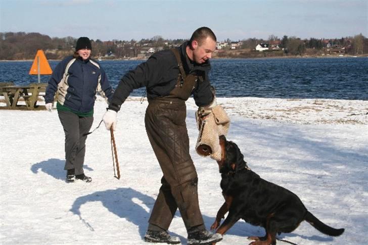 Rottweiler Arzadon jou-jou - ok det her er sku det sjoveste joujou ved.. bidearbejde og helst meget af det.. billede 15