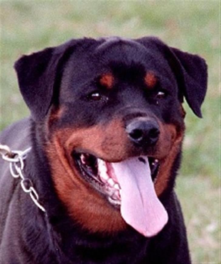 Rottweiler Arzadon jou-jou - et hovedstudie fra mine "unge" dage ( 1 år gammel) se jeg har 2 sorte pletter på tungen.. billede 16