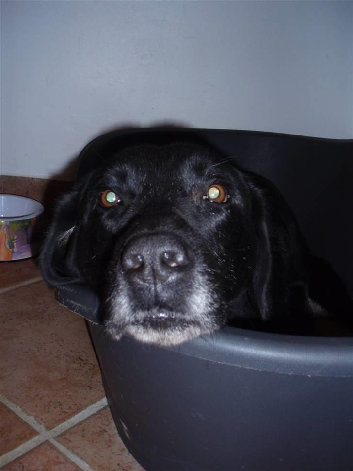 Blanding af racer trunte <3 Rest in peace! - jeg holder øje med dig xD <3<3<3<3 billede 13