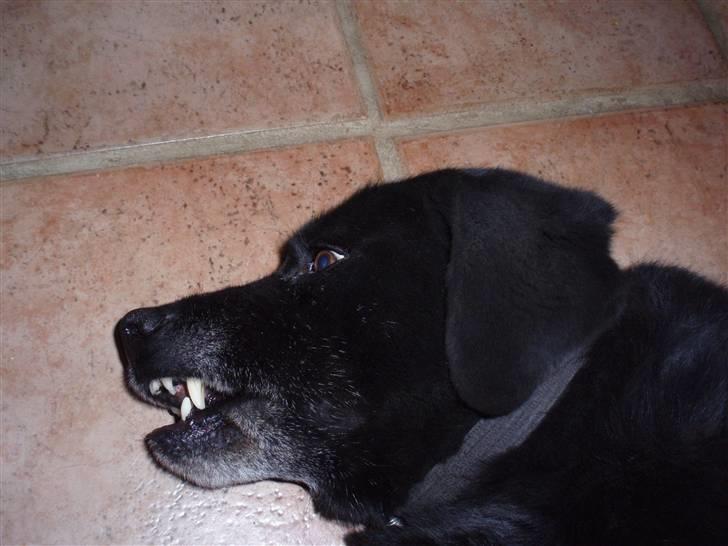 Blanding af racer trunte <3 Rest in peace! - min lille skat er meget farlig... <3<3  billede 15