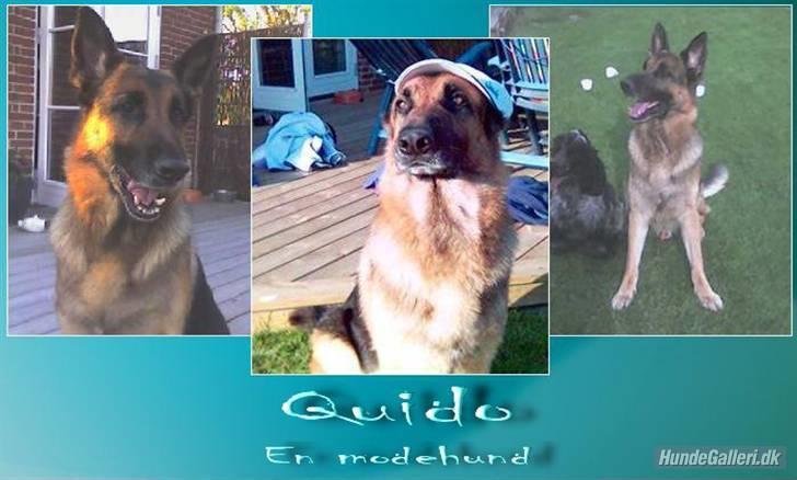 Schæferhund Quido - er han ikk flot mange tak for billedet:) billede 12