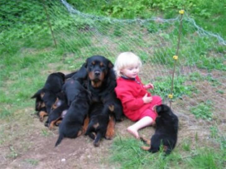 Rottweiler Arzadon jou-jou - Mia ladov og joujou var bedste venner da joujou havde sit D-kuld billede 18