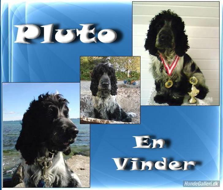 Cocker spaniel pluto - pluto en vinder :) billede 12