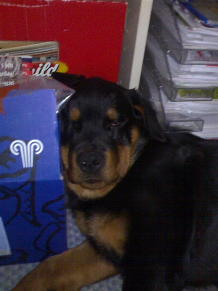 Rottweiler Von Hause Nomis Ginne (Tu - uha det er trættende at drille min mor hele dagen...  billede 1