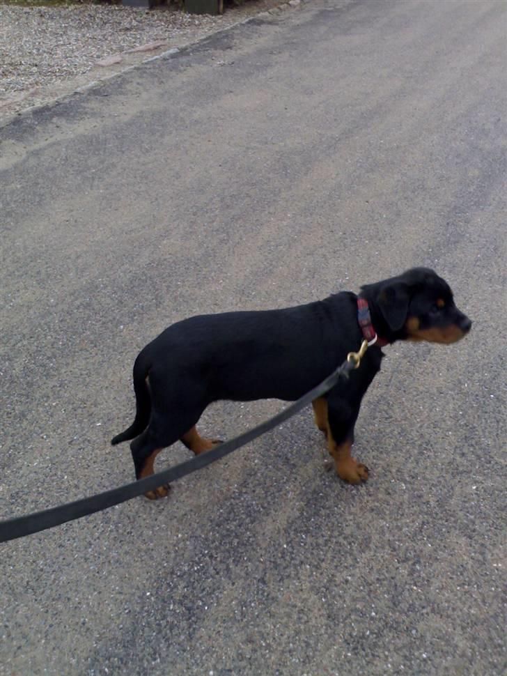 Rottweiler Von Hause Nomis Ginne (Tu - 10 uger gammel.. billede 2