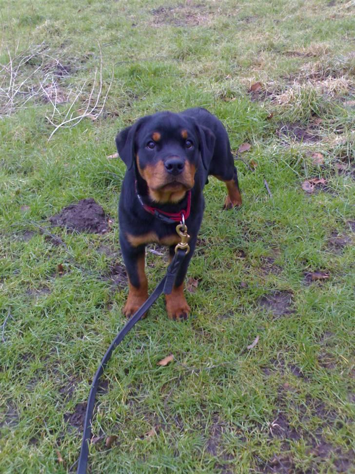 Rottweiler Von Hause Nomis Ginne (Tu - 10 uger gammel billede 3