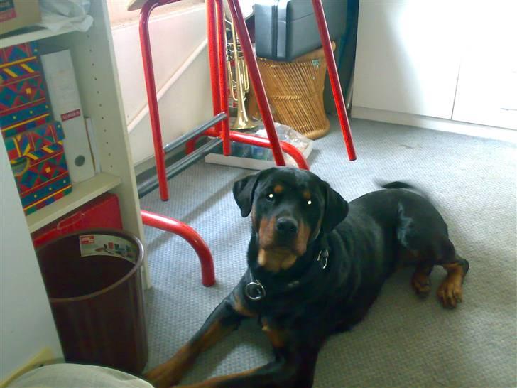 Rottweiler Von Hause Nomis Ginne (Tu billede 4
