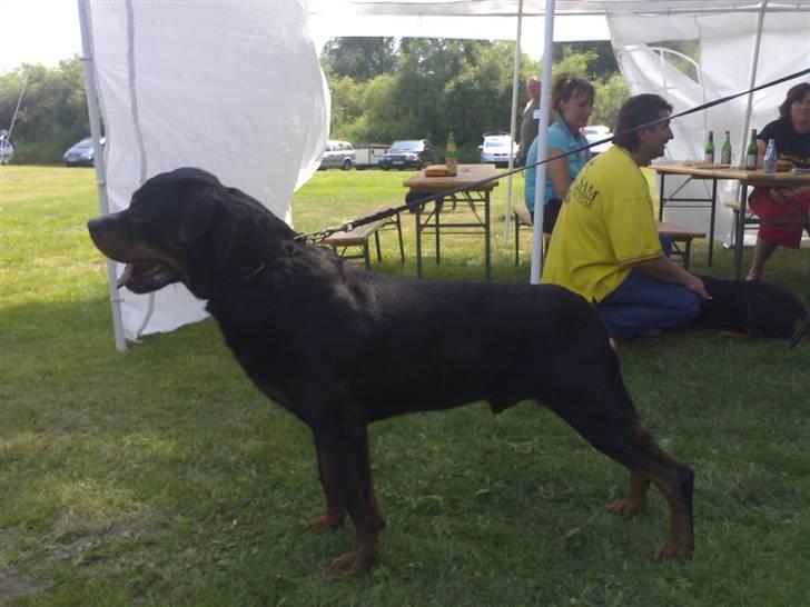 Rottweiler Von Hause Nomis Ginne (Tu - min far.. han boede i tyskland og hed Calle billede 6