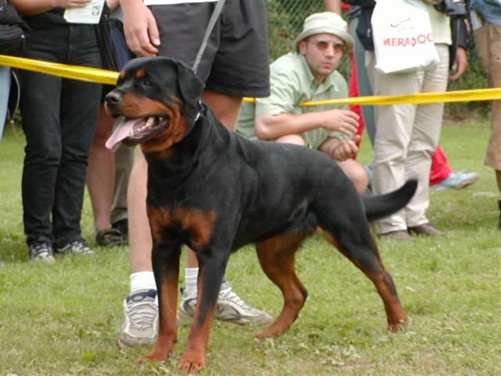 Rottweiler Von Hause Nomis Ginne (Tu - min mor da hun var ung.. her var hun på klubsieger og blev V5 i åben klasse billede 7